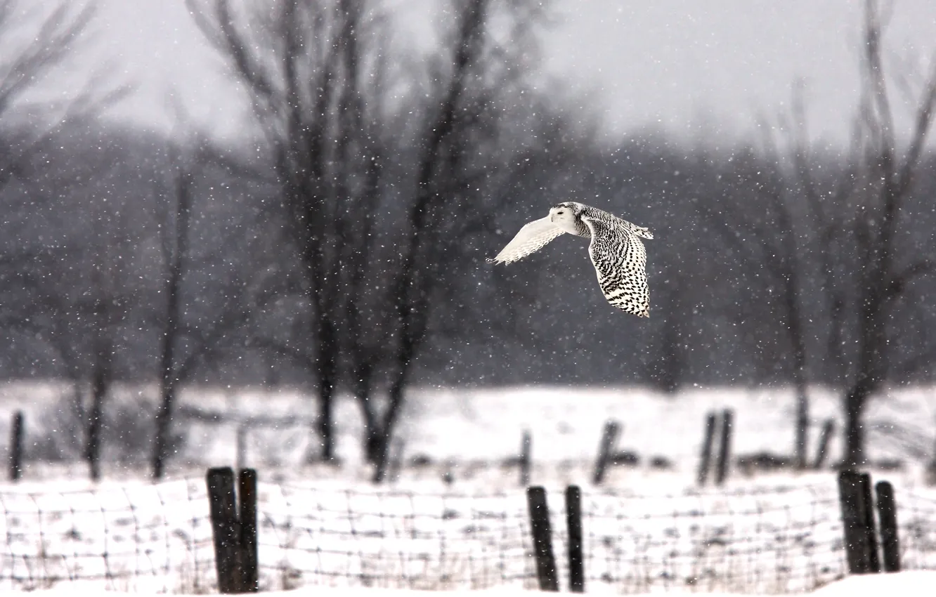 Фото обои снег, дерево, забор, flying, wood, fence, летающий, snowy owl