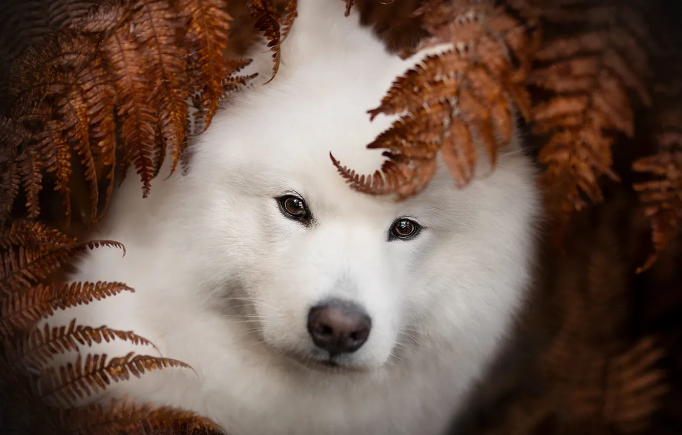 Фото обои осень, взгляд, листья, природа, поза, портрет, собака, белая