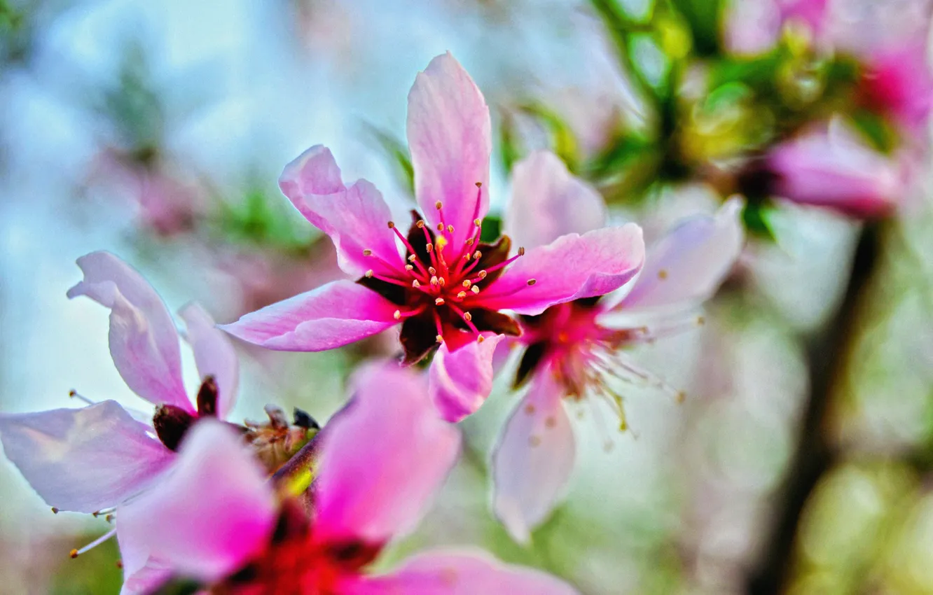 Фото обои цветок, макро, яркий, розовый, весна, цветение, персиковое дерево