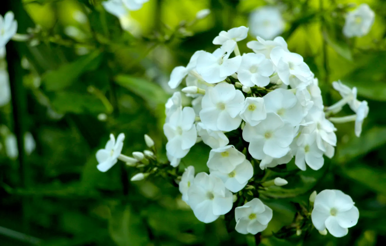 Фото обои white, blooming, phlox