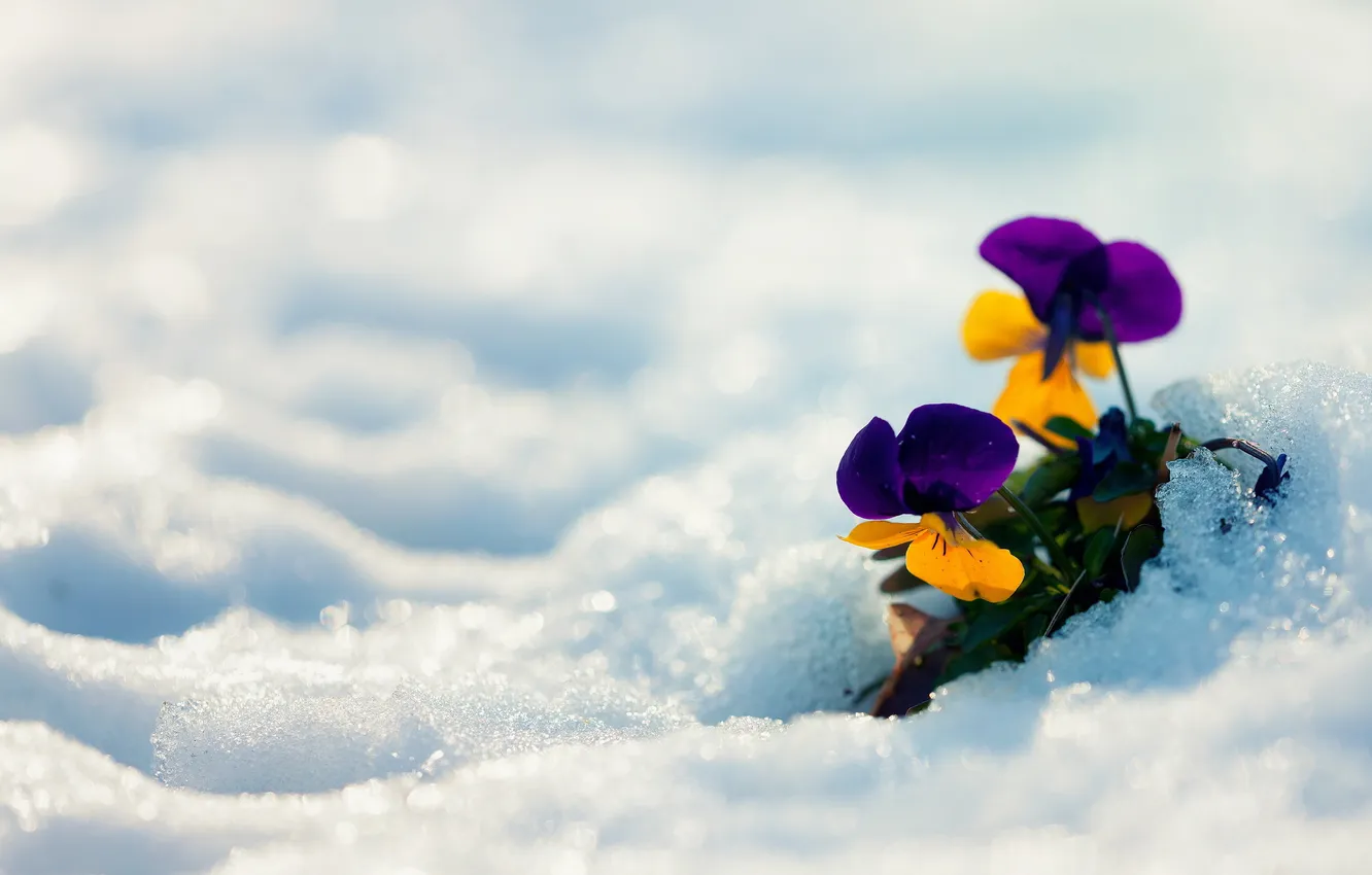 Фото обои зима, снег, цветы