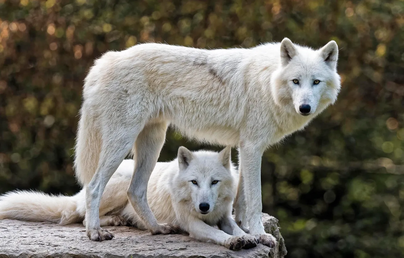 Фото обои белый, взгляд, морда, природа, фон, камень, волк, пара