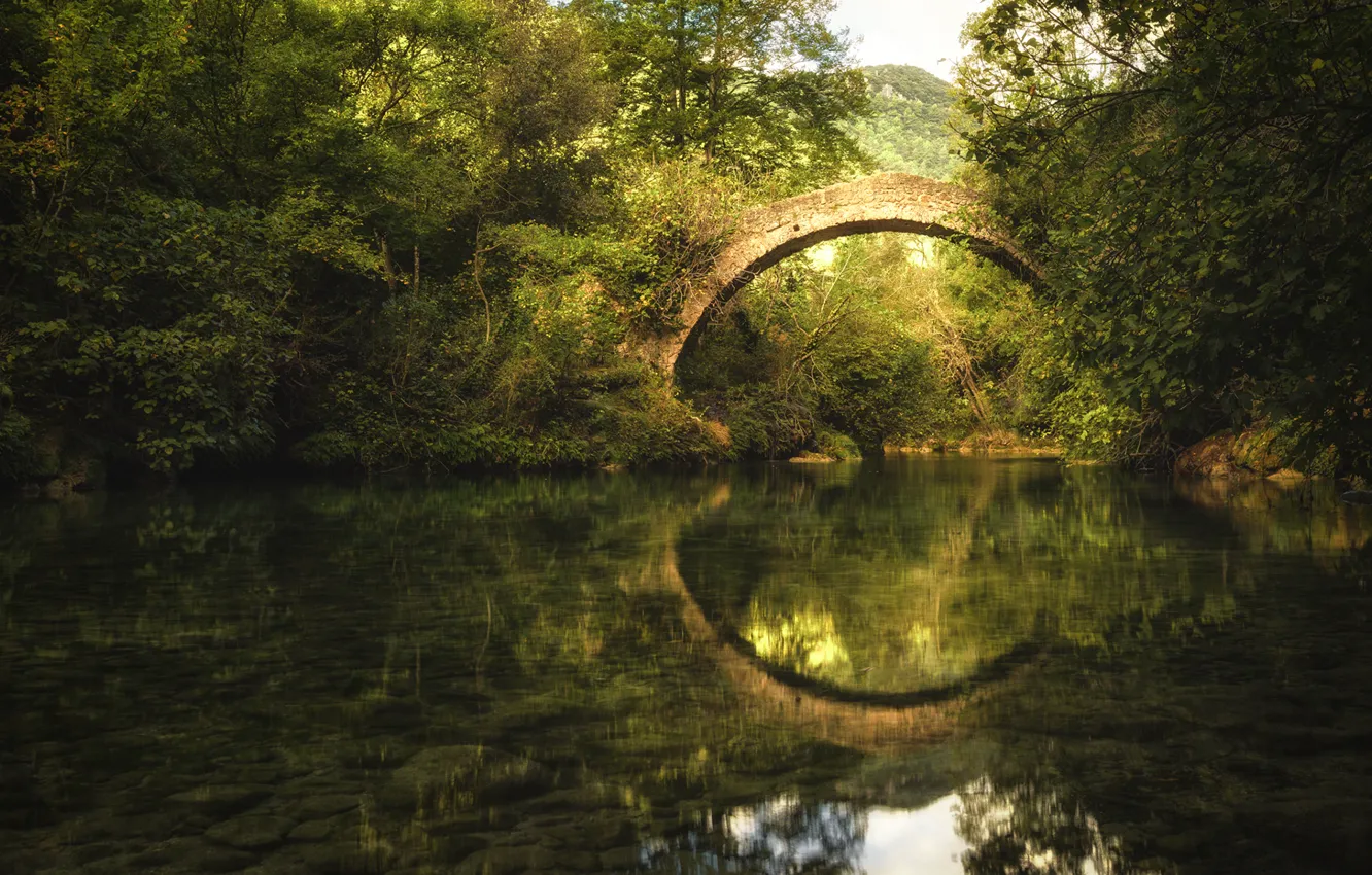 Фото обои forest, trees, Bridge, reflection