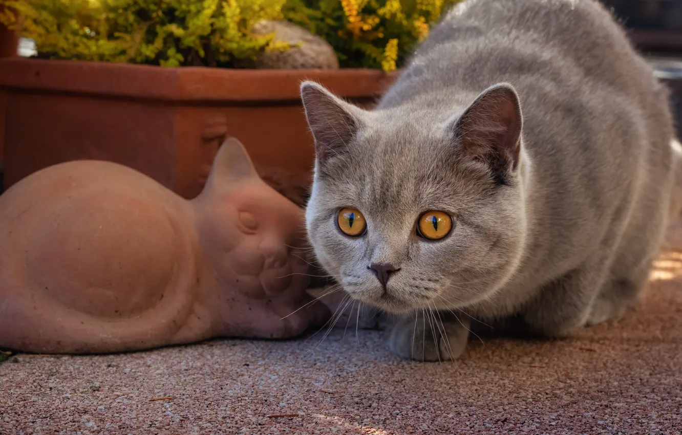 Фото обои кошка, взгляд, мордочка, Британская короткошёрстная кошка