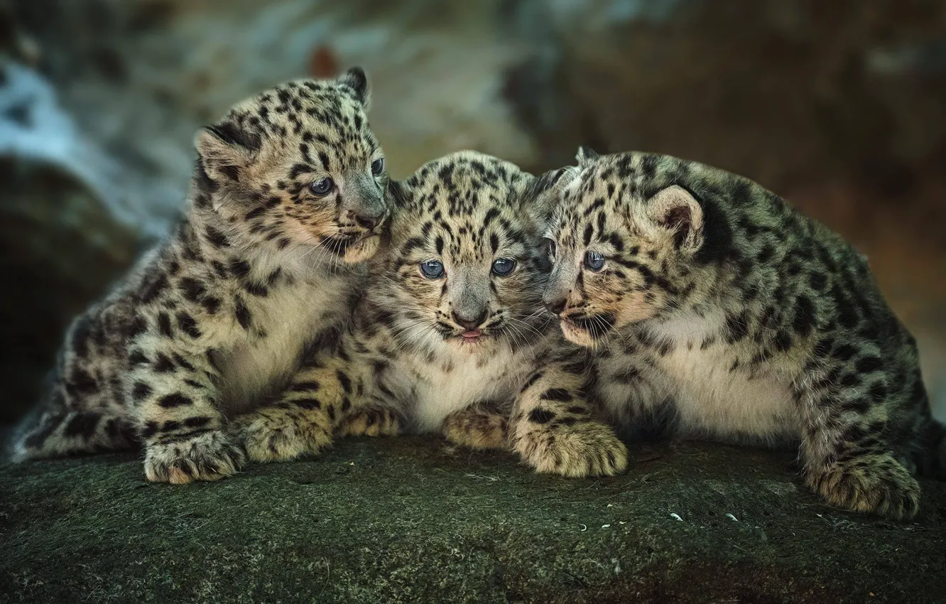 Фото обои котята, малыши, трио, леопарды, детёныши, троица