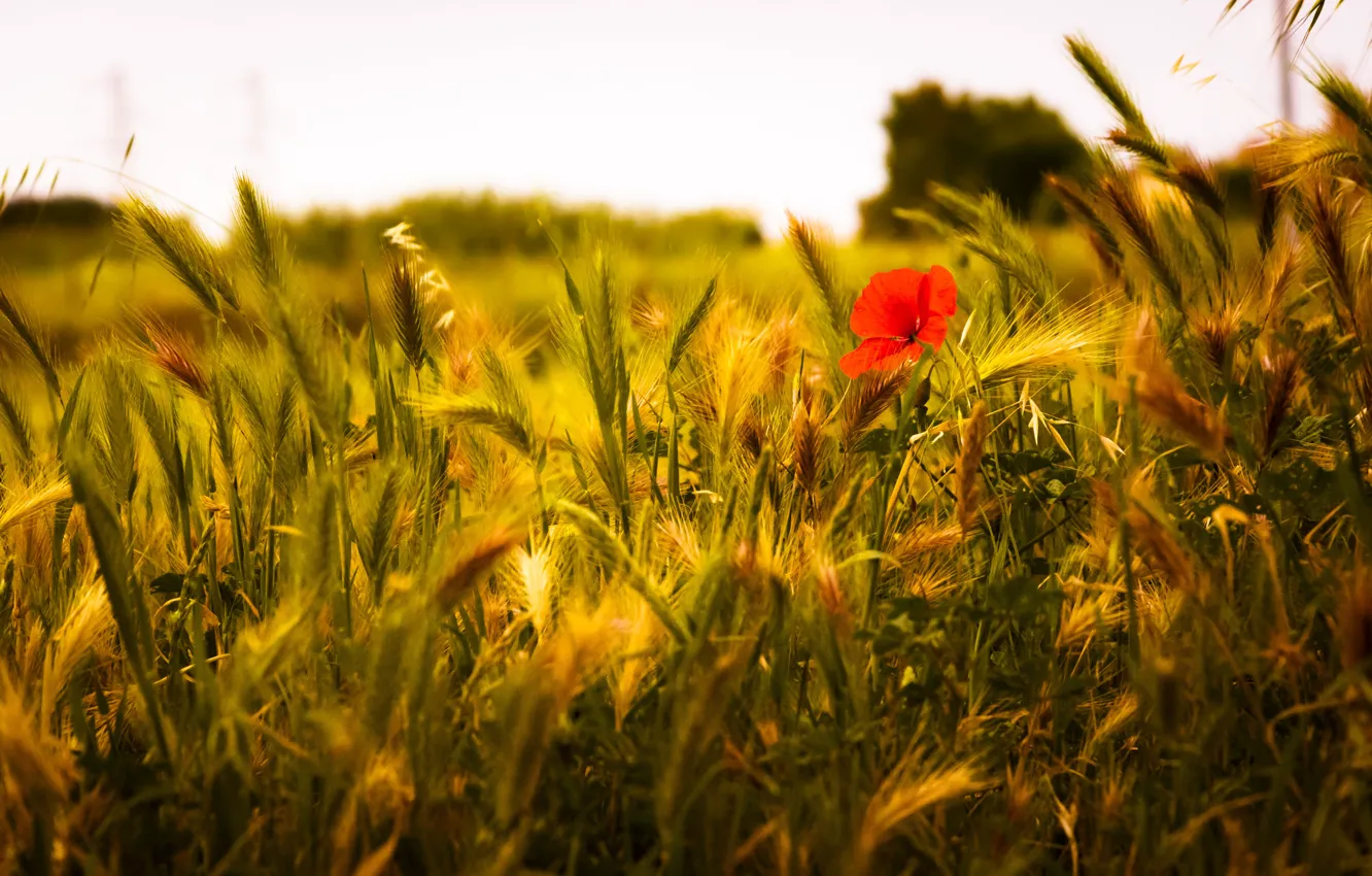 Фото обои poppy, wheat, wheat field