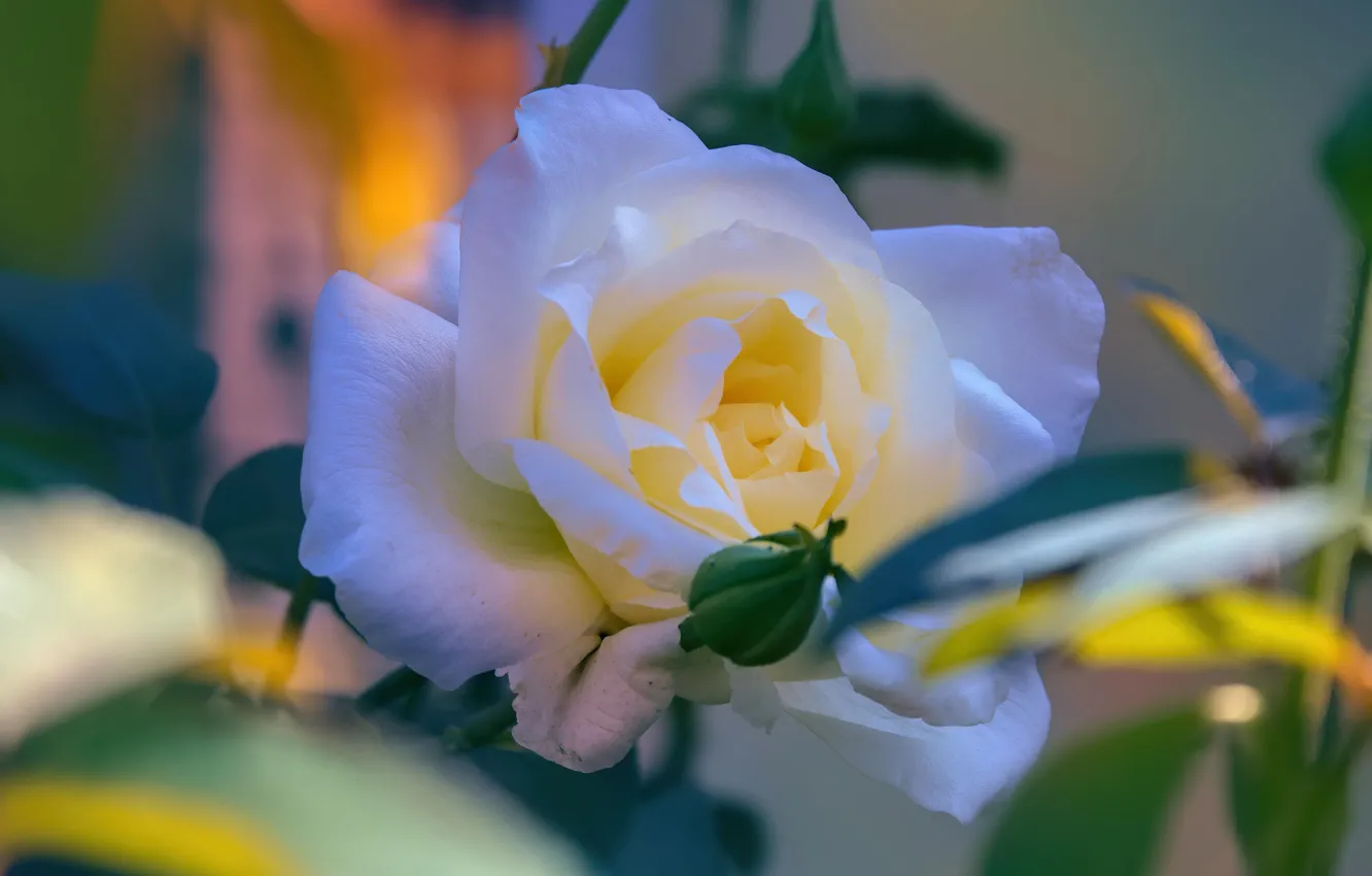 Фото обои листья, роза, белая, боке