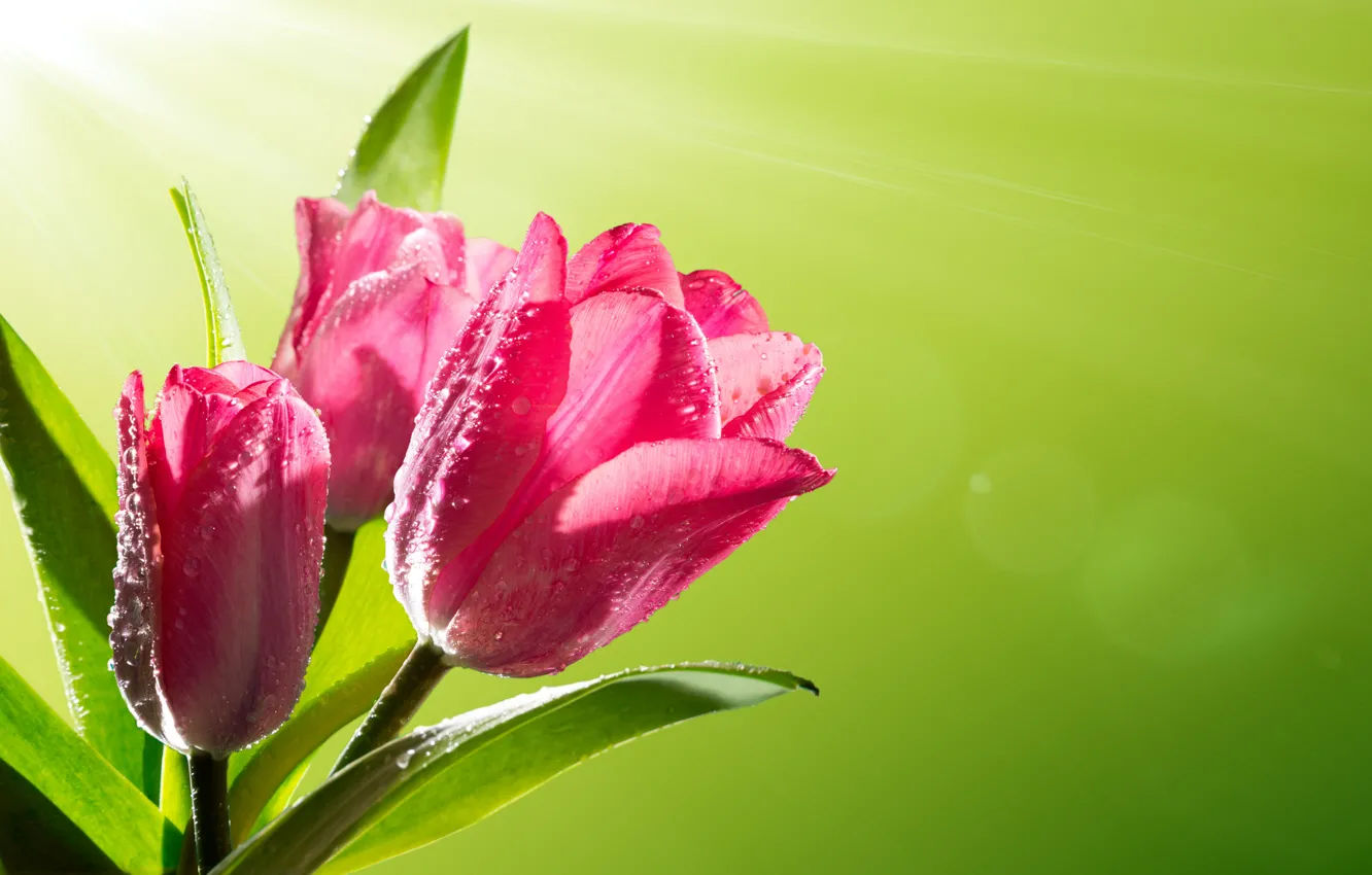 Фото обои солнце, капли, цветы, роса, весна, тюльпаны, fresh, pink