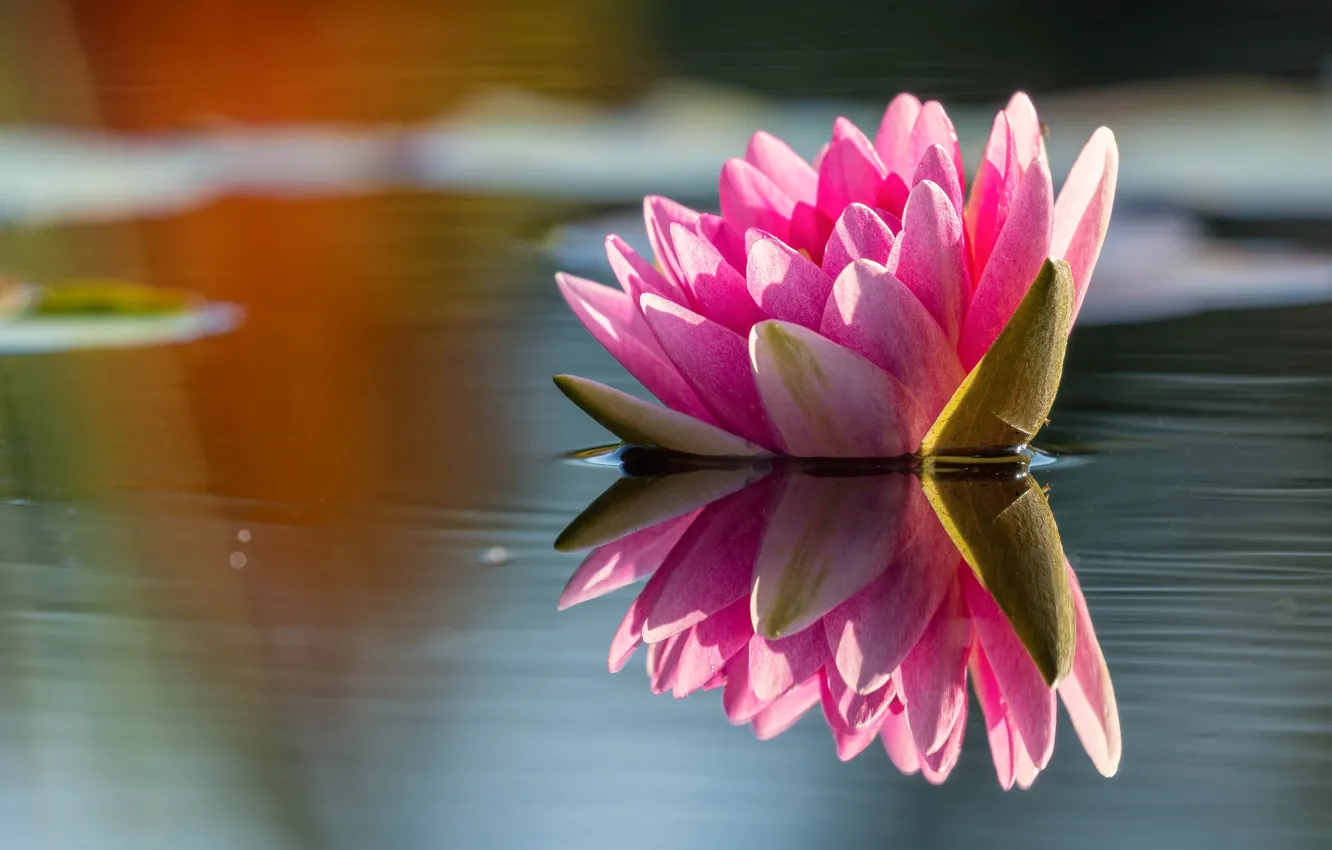 Фото обои цветок, вода, свет, природа, озеро, пруд, отражение, розовая