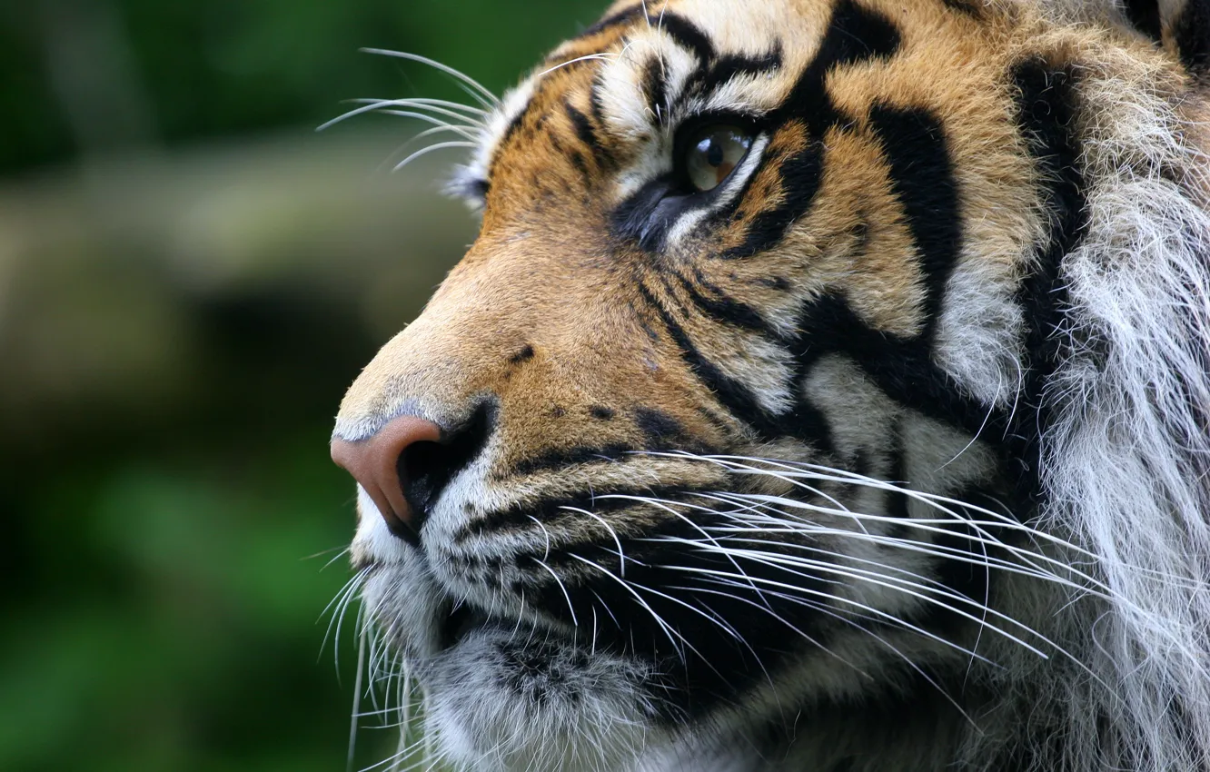 Фото обои взгляд, морда, тигр, животное, хищник
