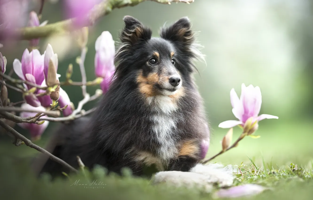 Фото обои ветки, природа, животное, собака, цветки, пёс, магнолия, шелти