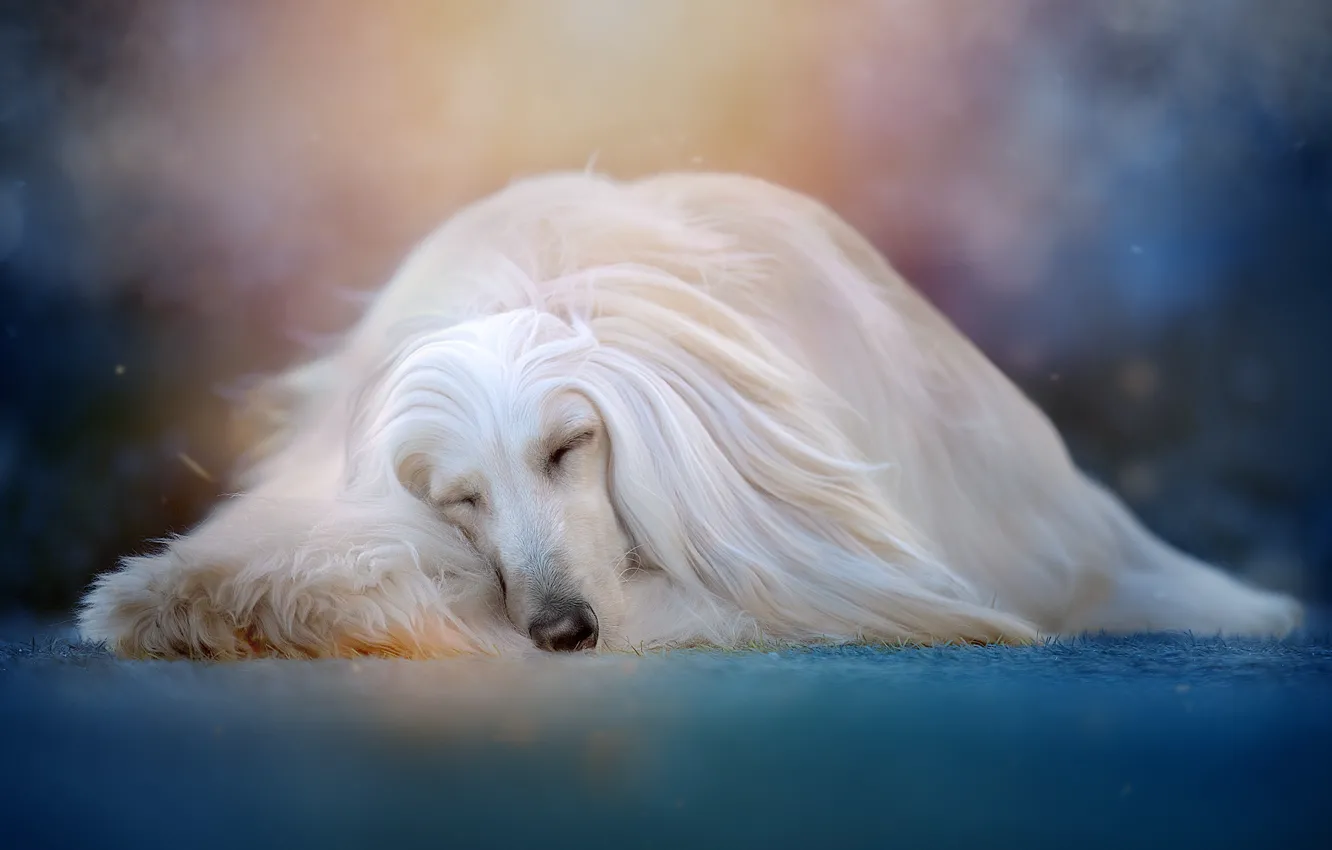 Фото обои животное, сон, собака, пёс, боке, Светлана Писарева