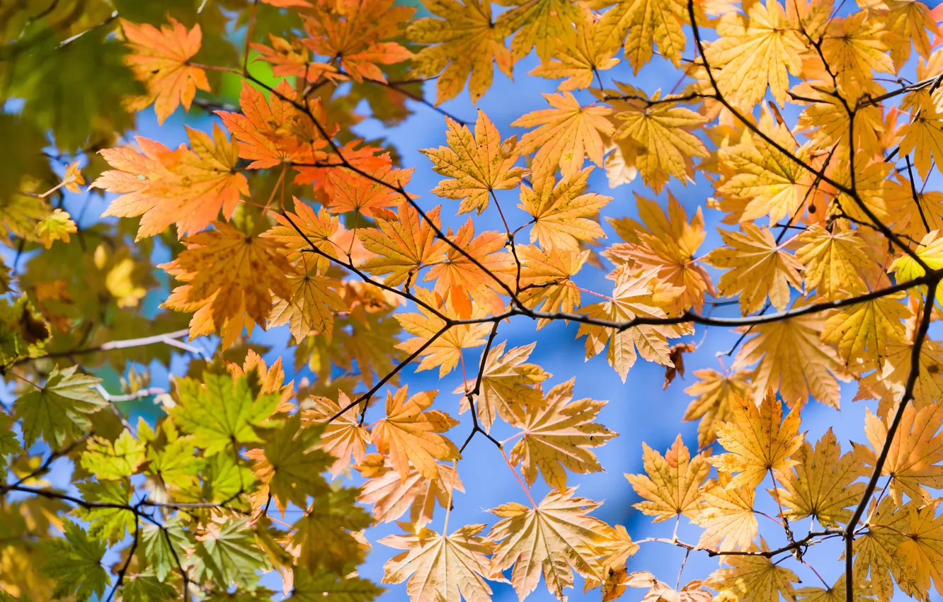 Фото обои осень, листья, вид, снизу, жёлтые, Autumn lifs