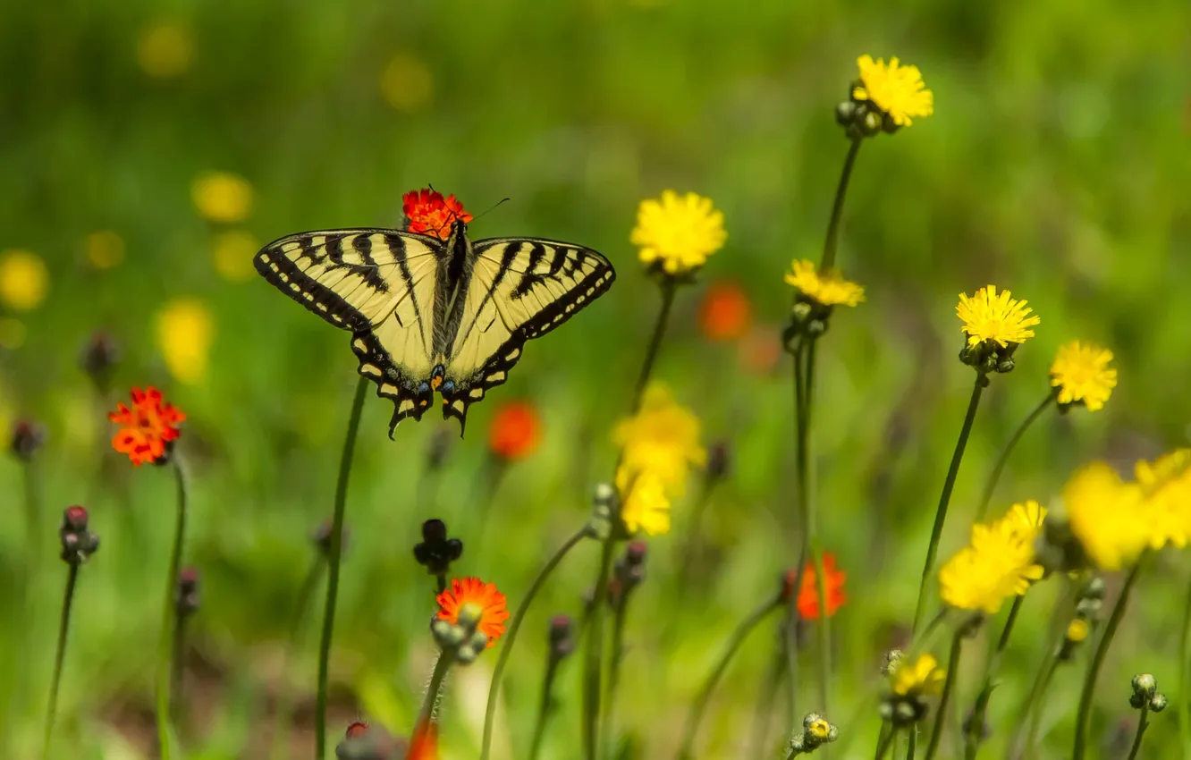 Фото обои бабочки, цветы, крылья