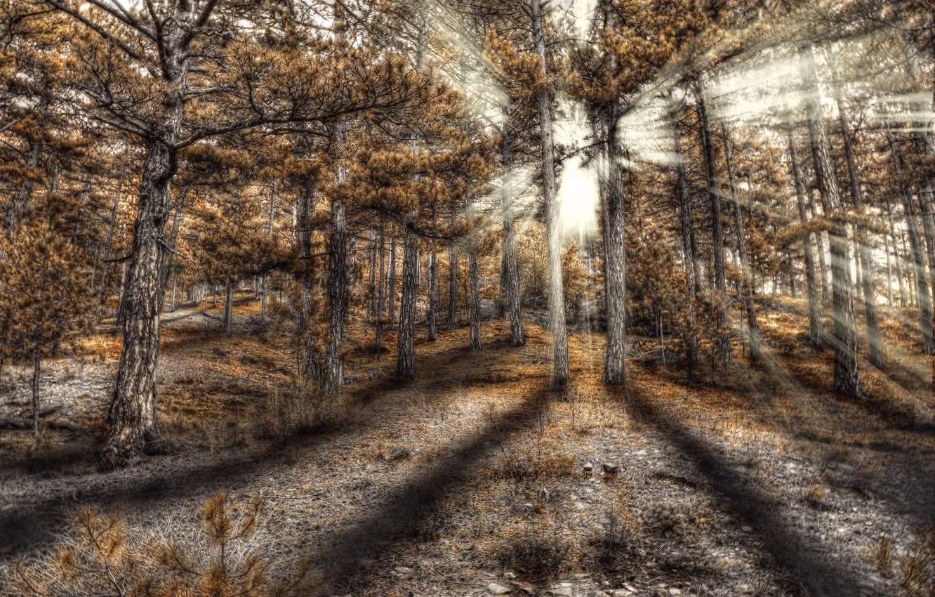Фото обои лес, солнце, лучи, hdr, хвойный