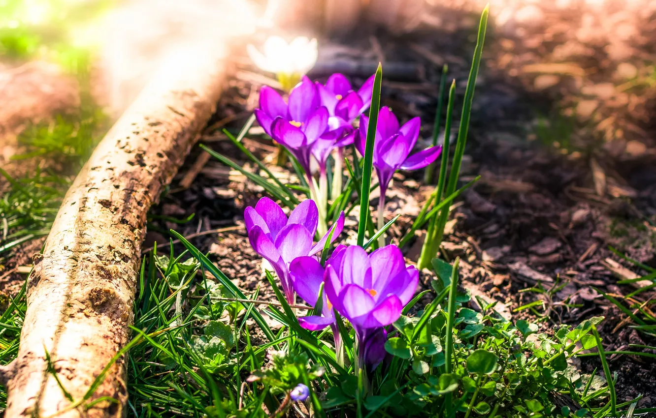 Фото обои весна, крокусы, бревно