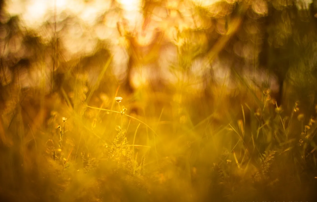 Фото обои лето, трава, солнце, макро, свет