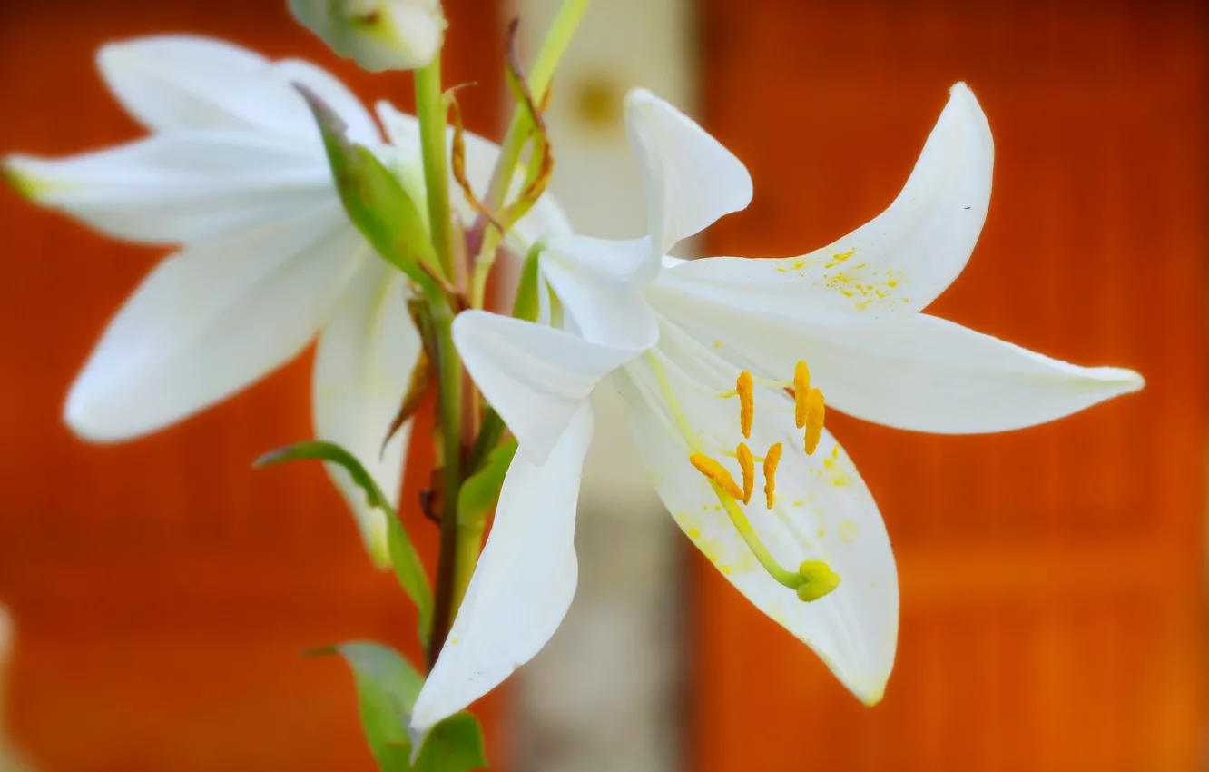 Фото обои Лилии, White lily, Белые лилии
