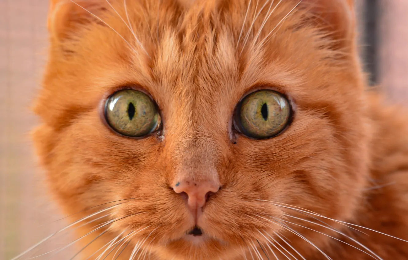 Фото обои кот, взгляд, рыжий, мордочка, котэ, глазища, котейка