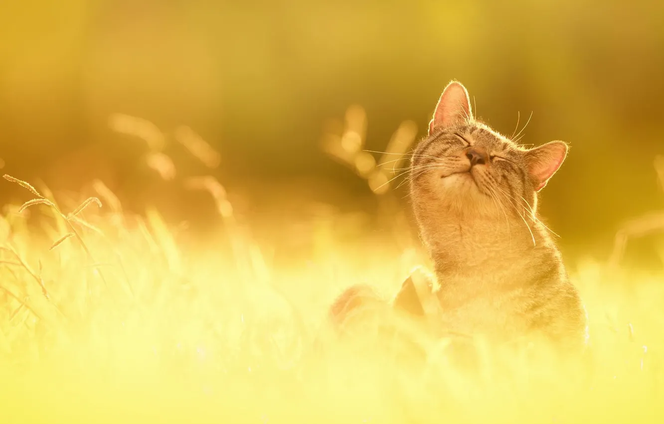 Фото обои трава, солнце, счастье, природа, Кот