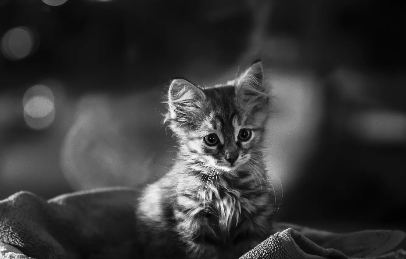 Фото обои малыш, черно-белое, котёнок, монохром