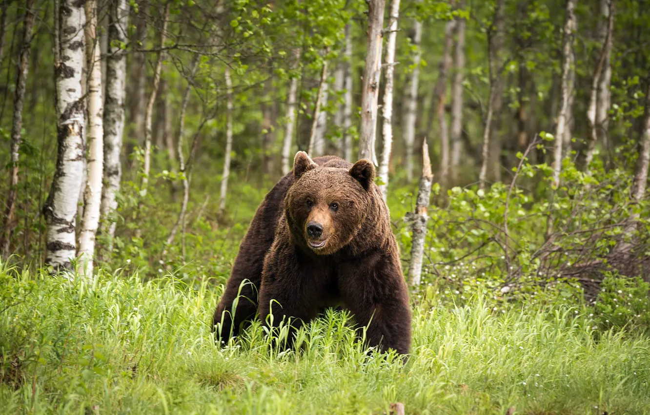 Фото обои лес, медведь, Финляндия