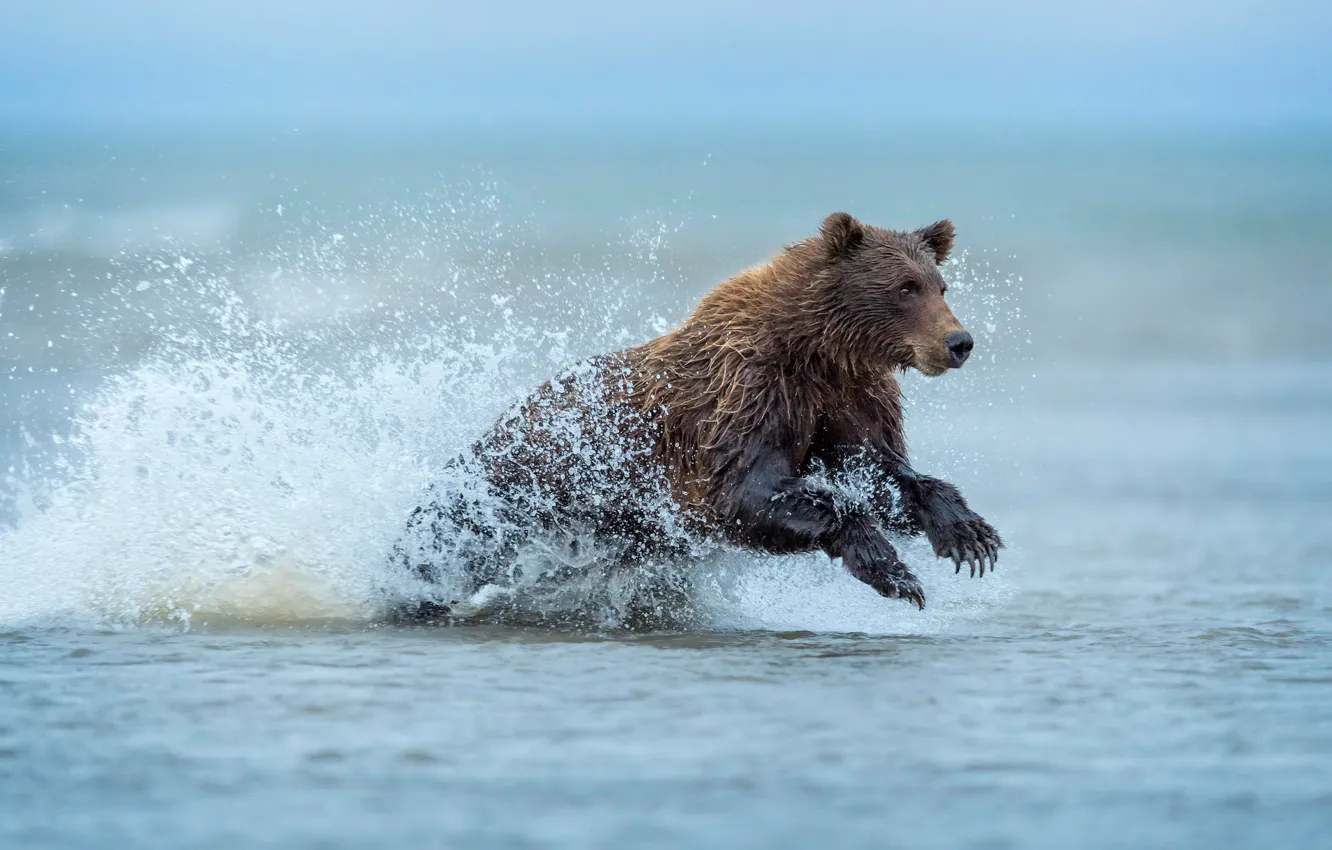 Фото обои вода, брызги, медведь, Аляска