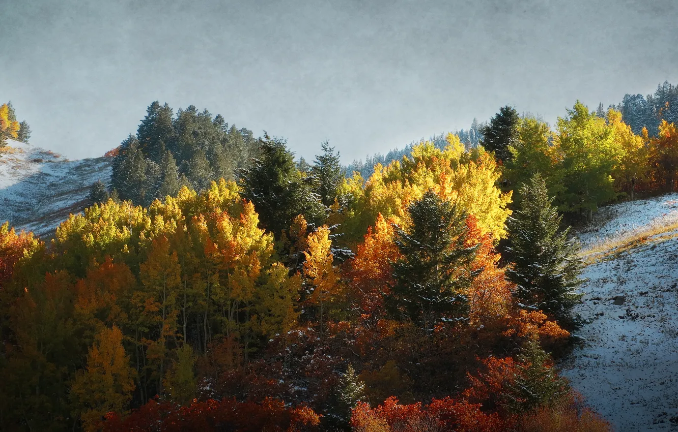 Фото обои иней, осень, небо, деревья, горы, склон