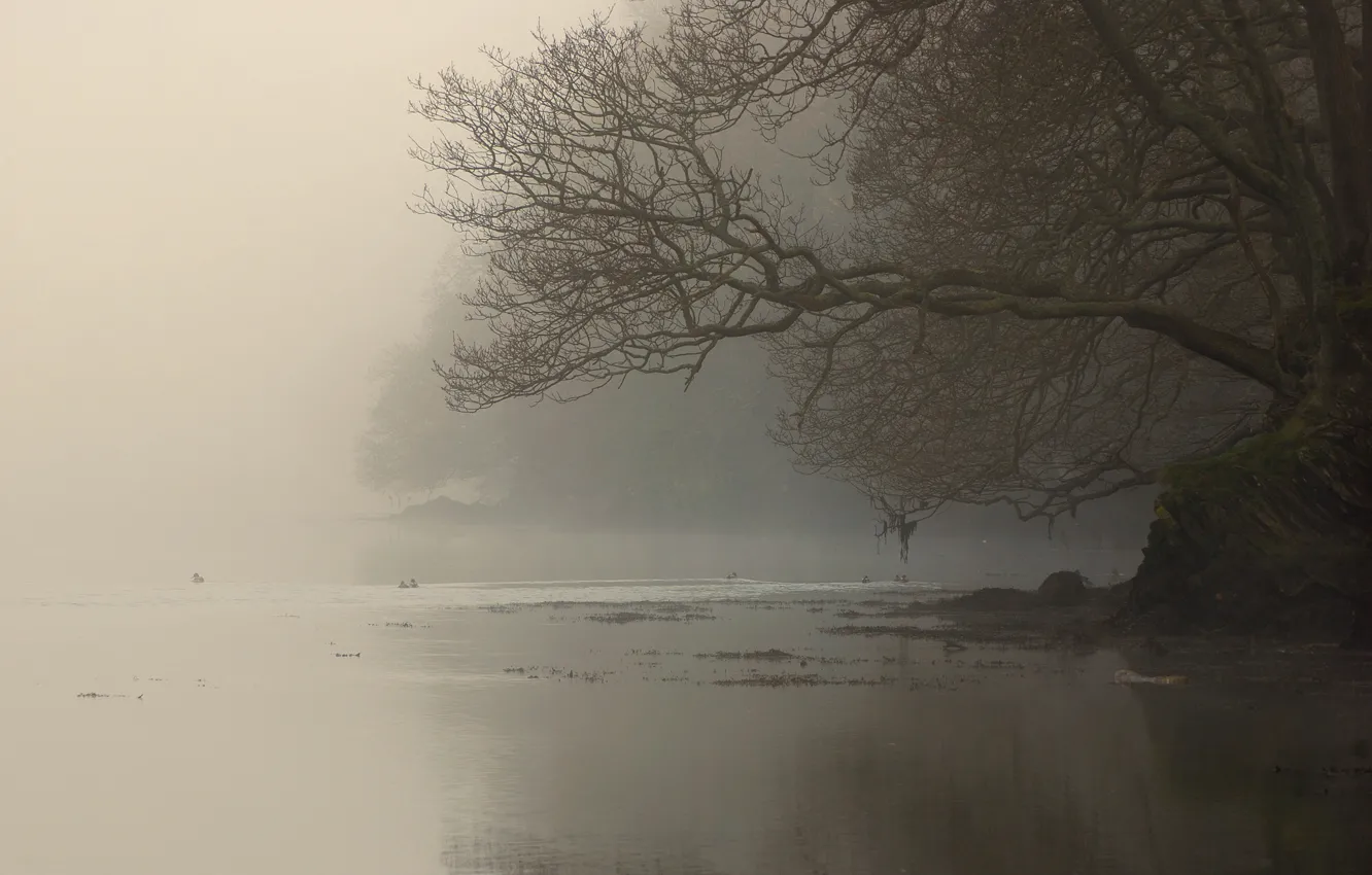 Фото обои туман, река, дерево, ветви, берег
