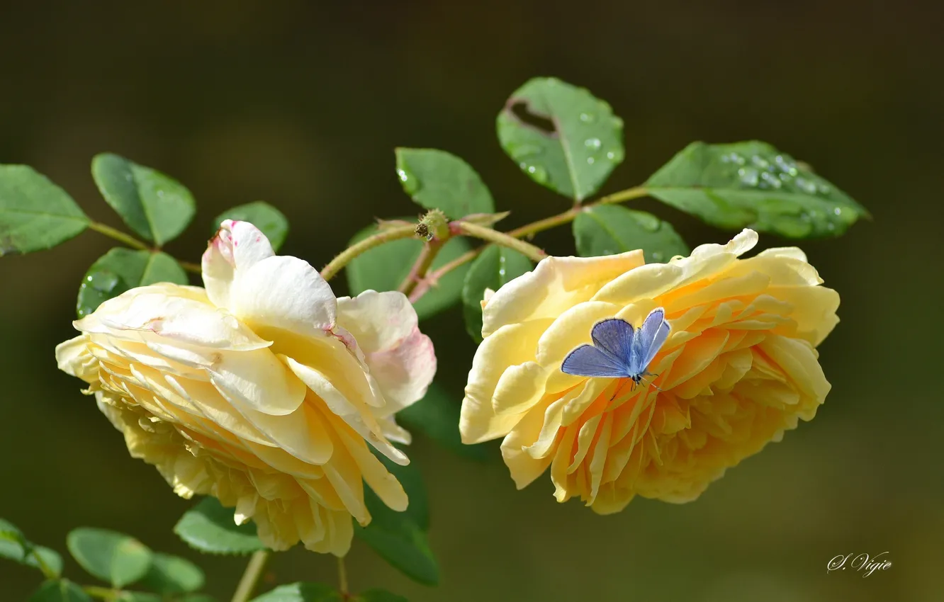 Фото обои бабочка, лепестки, бутоны, желтая роза