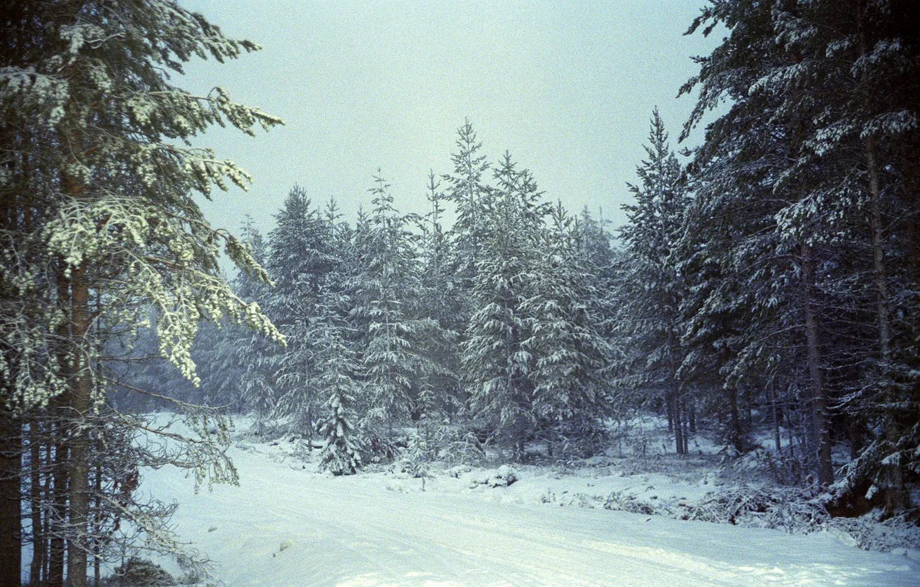 Фото обои зима, дорога, лес, снег, деревья