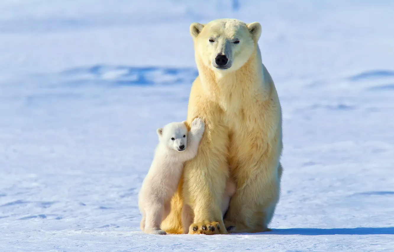 Фото обои зима, свет, снег, малыш, белые медведи, Белая медведица