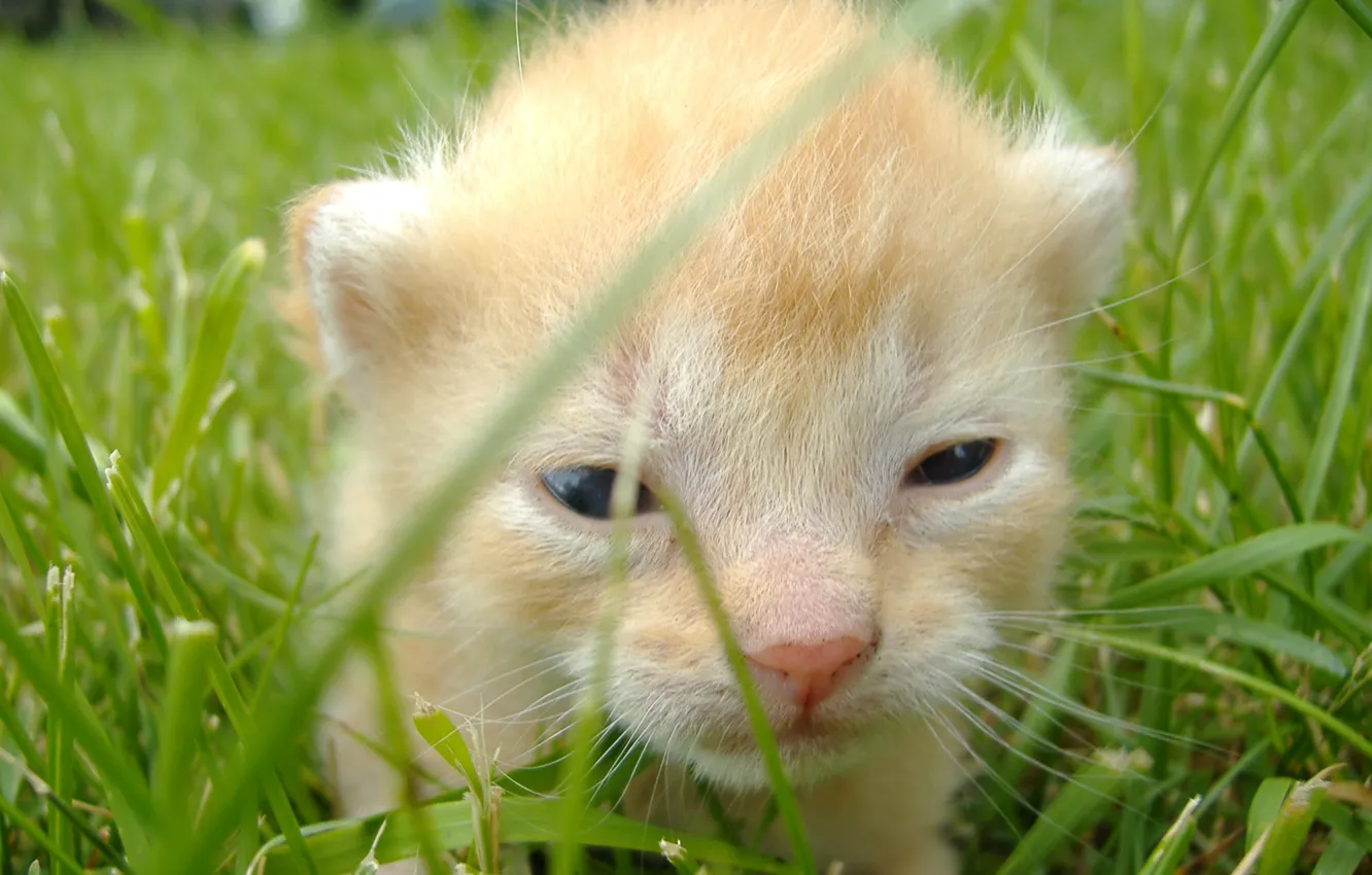 Фото обои трава, young, kitten