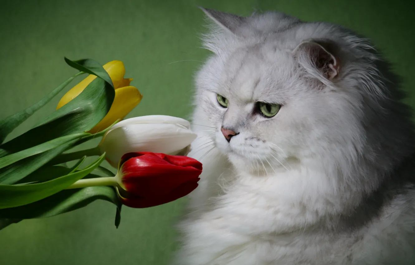 Фото обои белый, кот, цветы, пушистый, тюльпаны