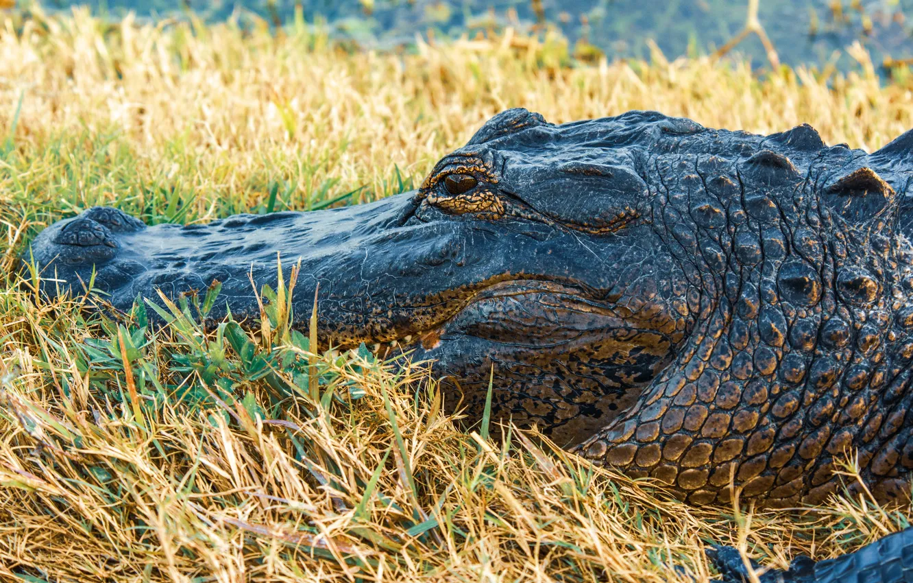 Фото обои трава, морда, берег, крокодил, аллигатор