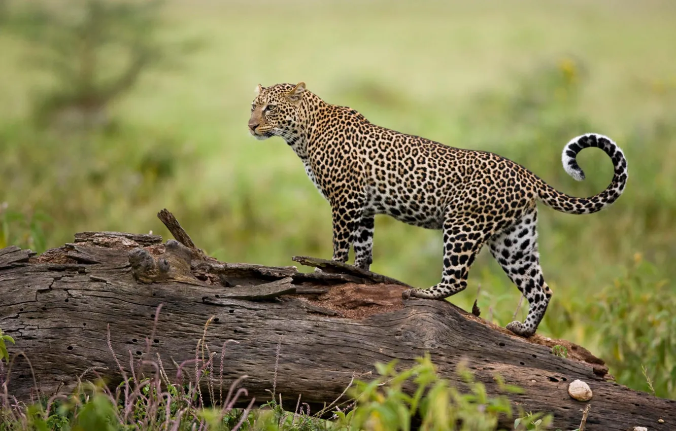 Фото обои природа, хищник, леопард
