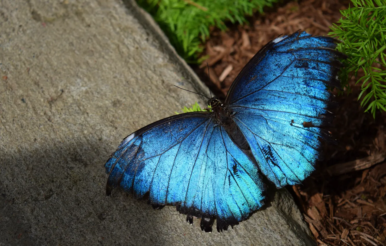 Фото обои макро, бабочка, бетон, голубая, морфо