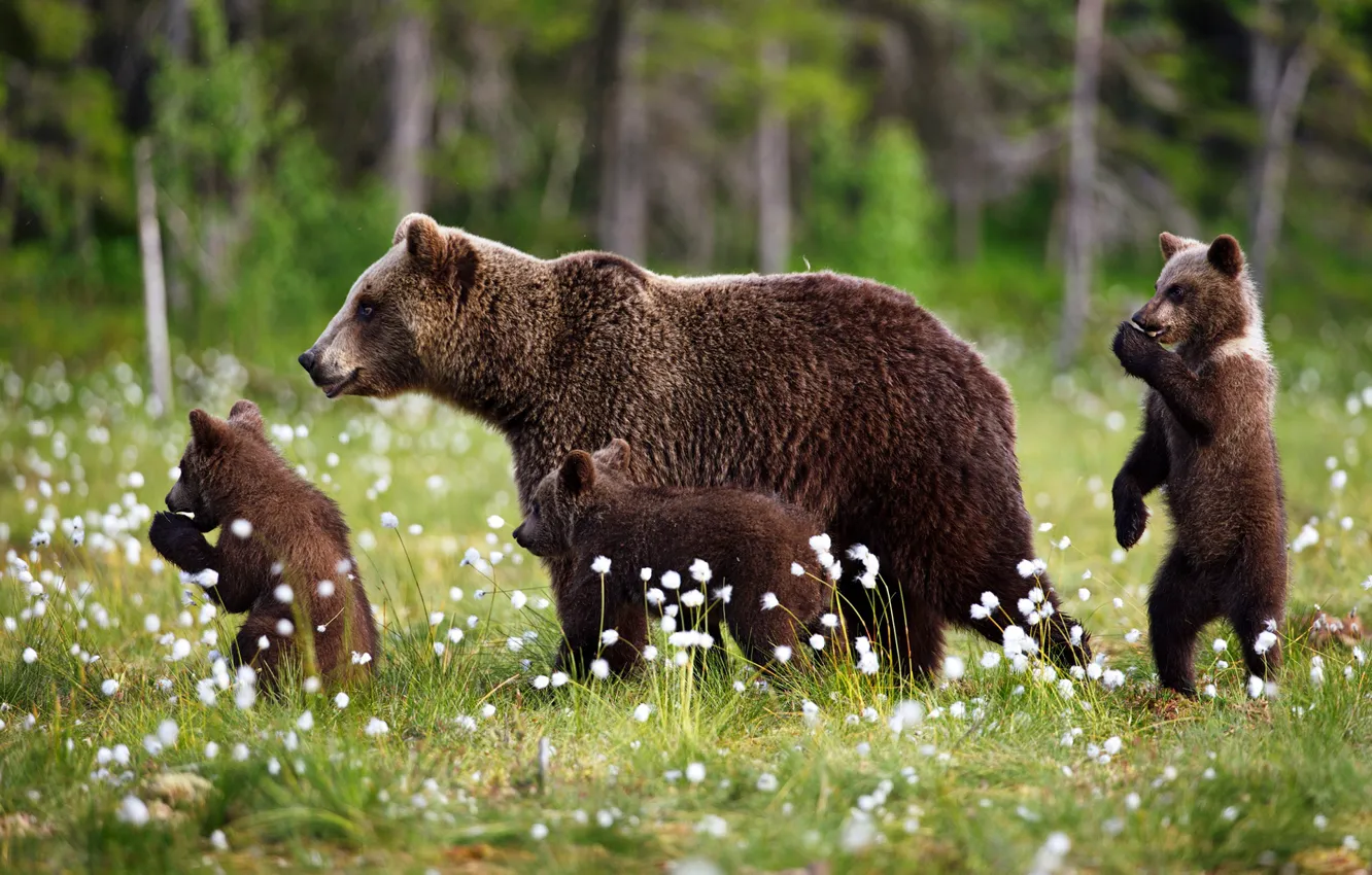 Фото обои лес, лето, трава, природа, медведи, прогулка, малыши, медвежата