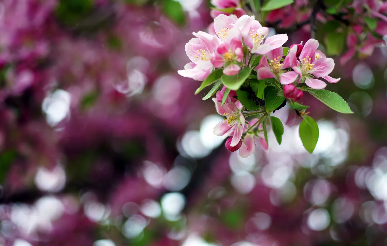 Фото обои цветы, цвет, ветка, весна, май, яблоня, боке