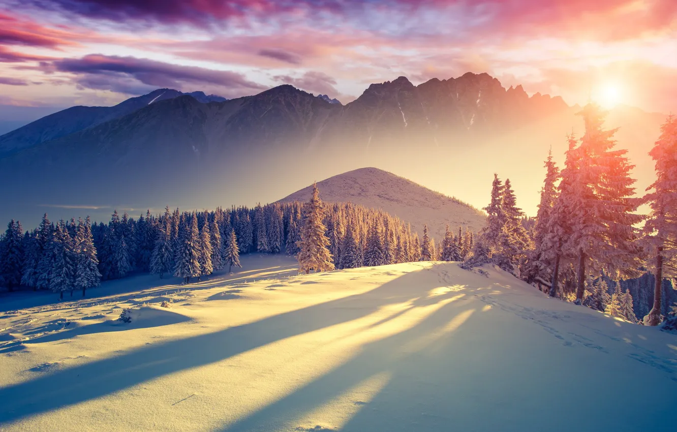 Фото обои холод, зима, небо, солнце, облака, свет, снег, деревья