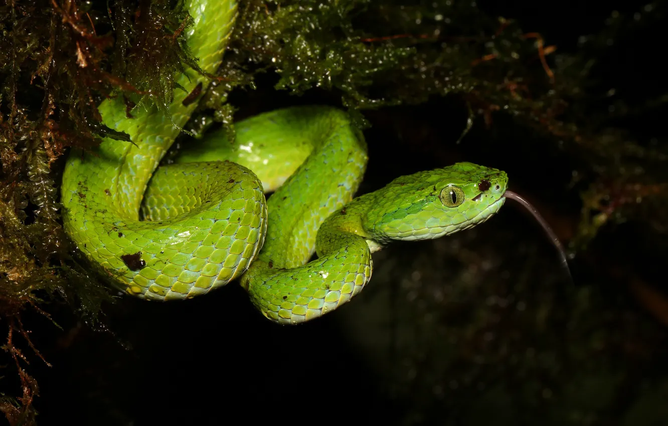 Фото обои язык, поза, темный фон, мох, змея, зеленая, рептилия