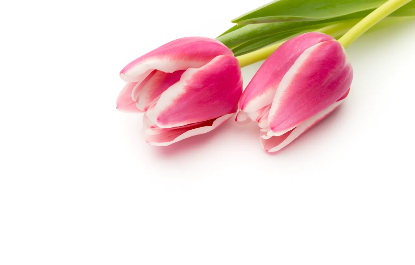Фото обои цветы, букет, fresh, pink, flowers, beautiful, tulips, розовые тюльпаны