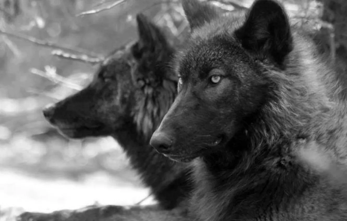 Фото обои Predator, nature, animal, wolf, wildlife, portrait, portrait., Canis lupus. face