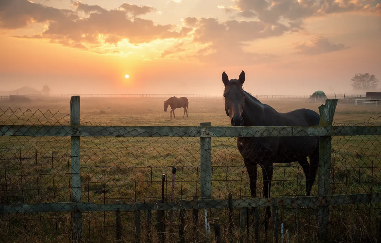Фото обои взгляд, туман, кони, утро, лошади, пастбище, ограждение, загон