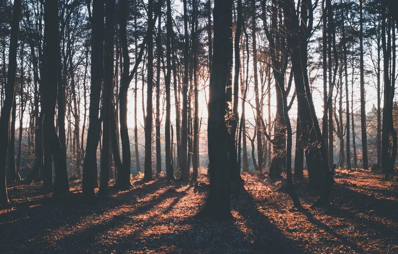 Фото обои лес, лучи, свет, деревья, тени