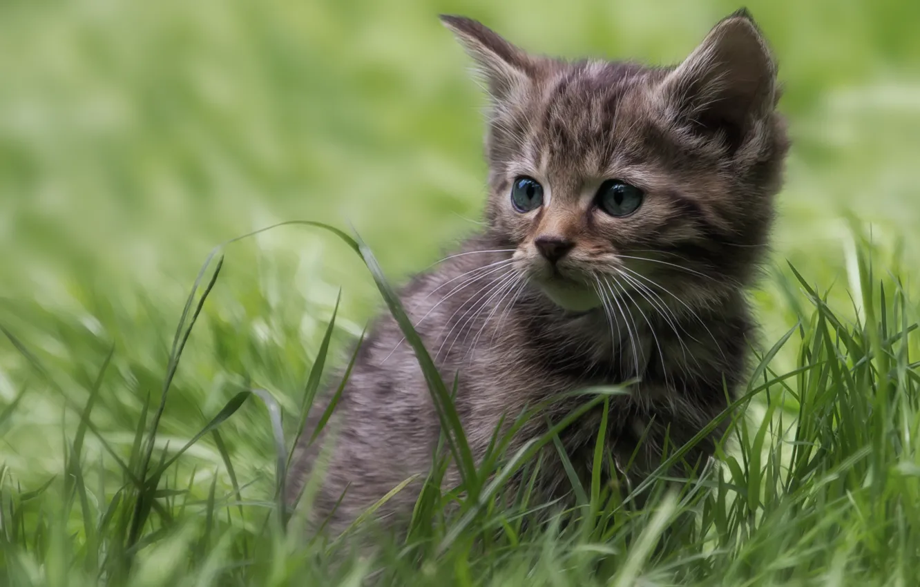 Фото обои трава, котёнок, дикая кошка, лесная кошка