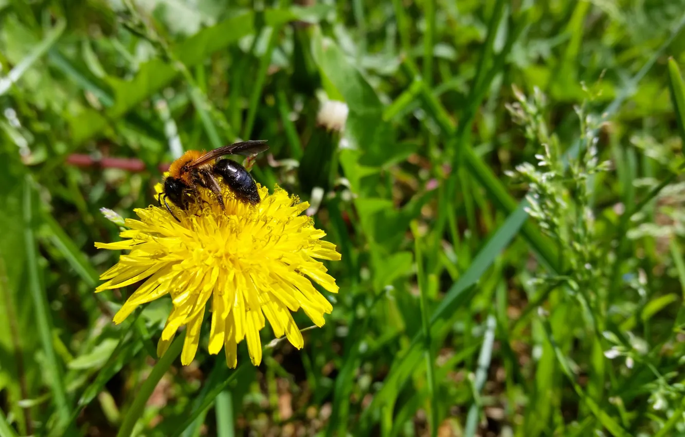 Фото обои лето, пчела, одуванчик