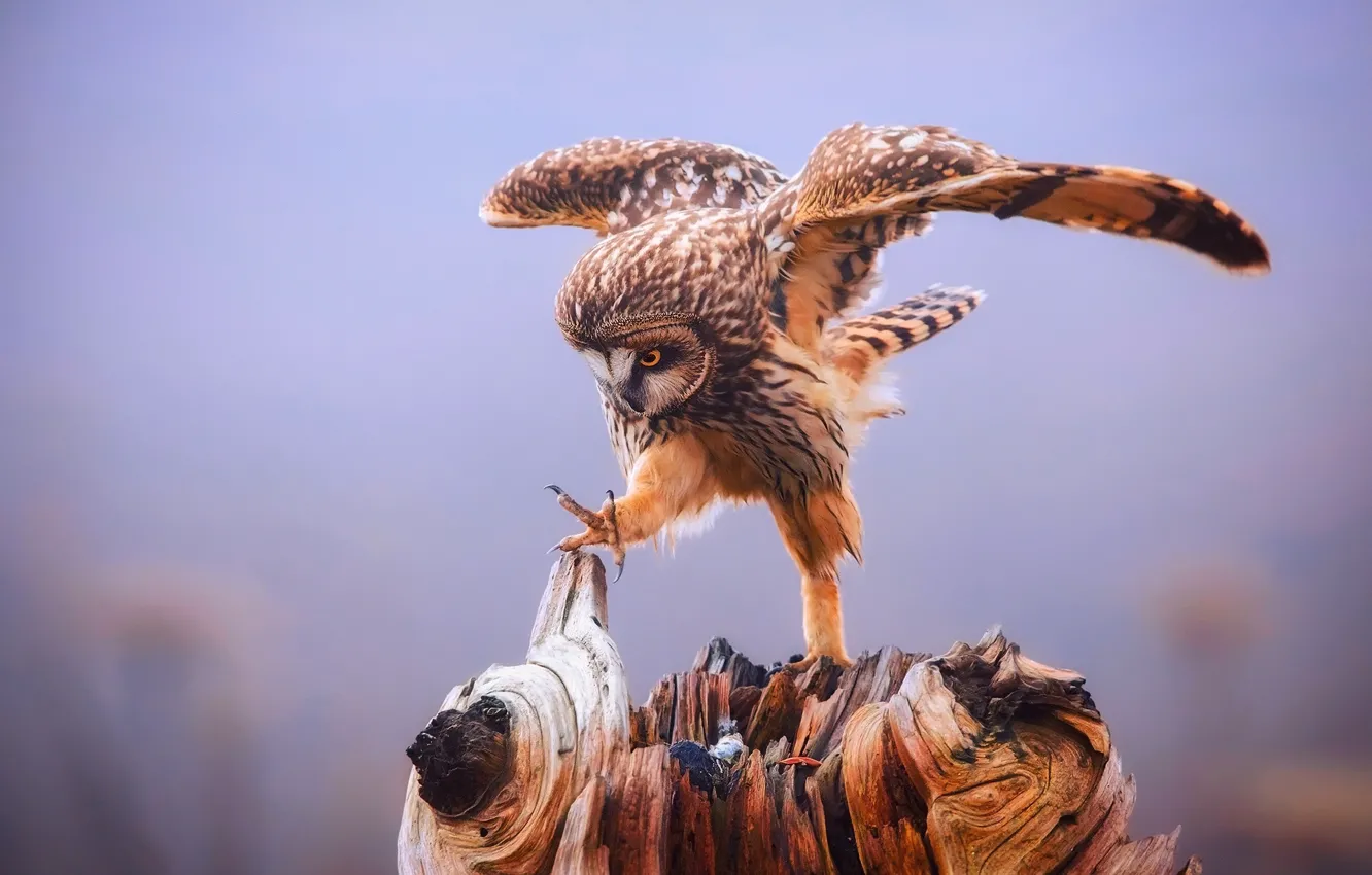 Фото обои фон, сова, птица, лапа, крылья, когти