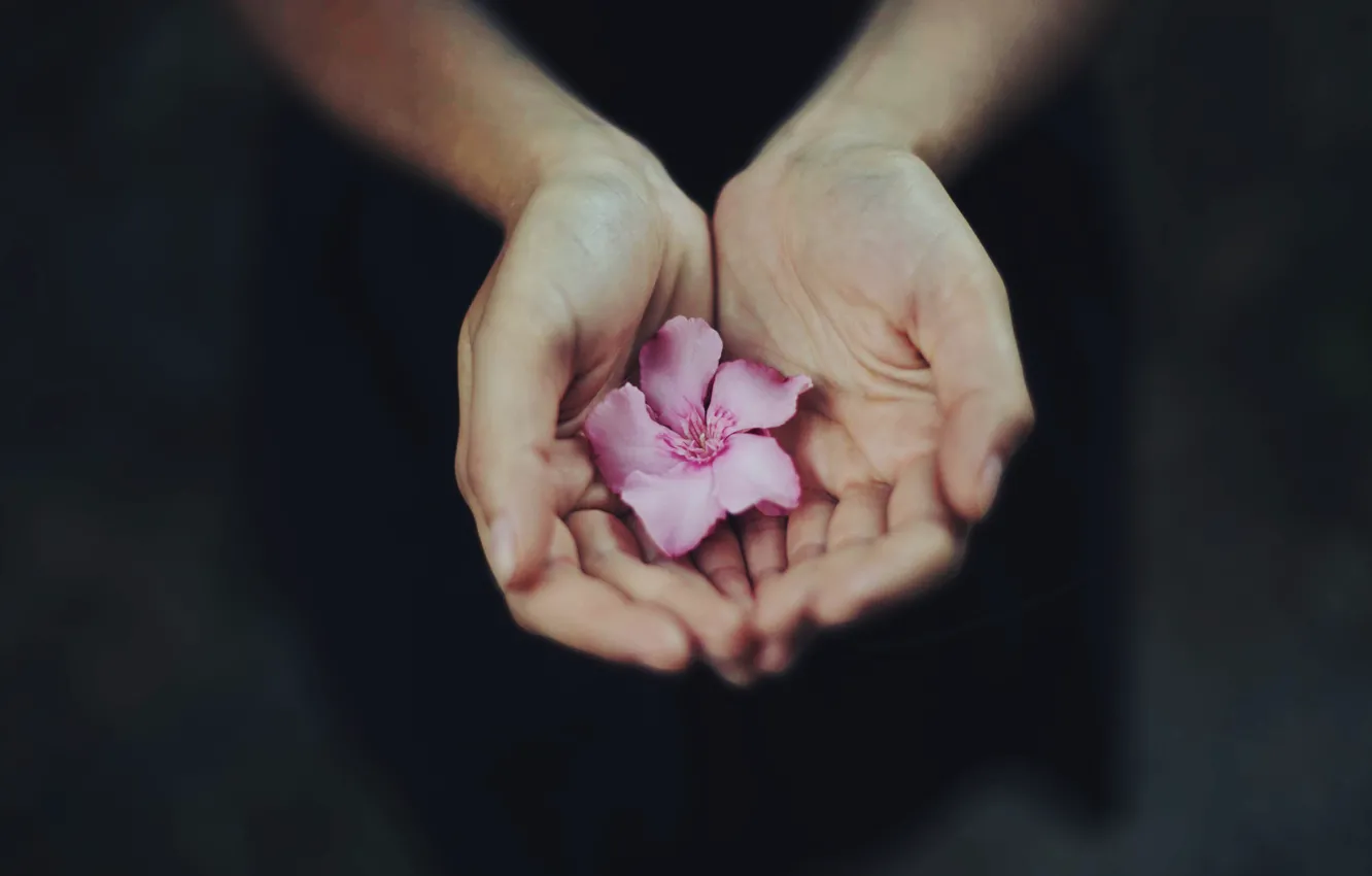 Фото обои цветок, руки, лепестки