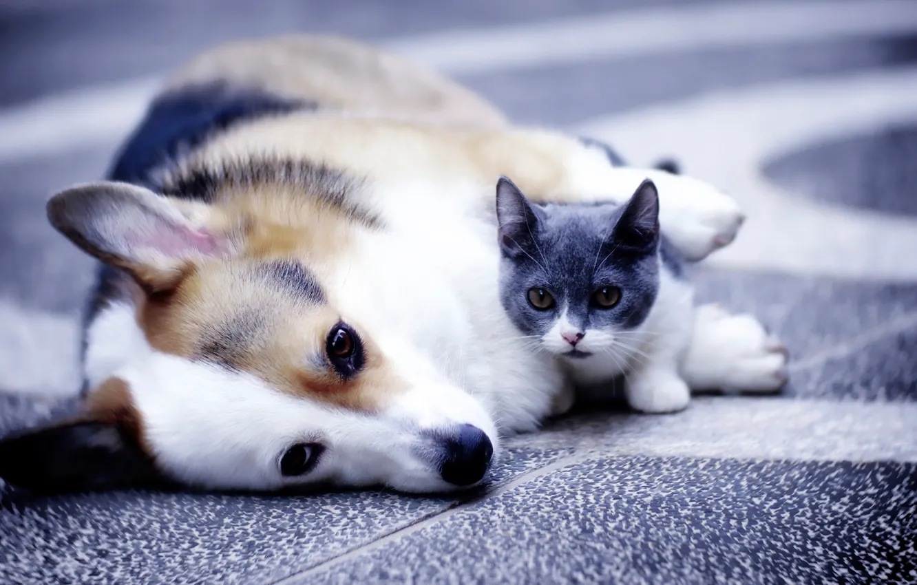 Фото обои собака, котёнок, друзья, Вельш-корги, Манчкин